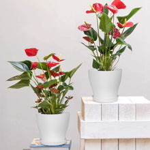 Load image into Gallery viewer, MEETYAMOR Plant Pots, Set of 15 Plastic Planters with Multiple Drainage Holes and Tray 6 inch Indoor Plant Pot for All Home Garden Flowers Succulents, Cream White